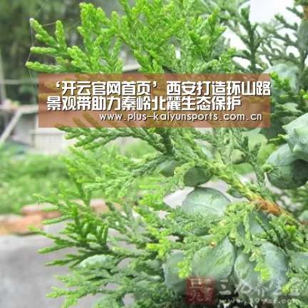 开云体育官方入口